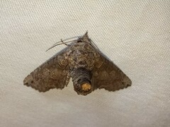 Paectes abrostoloides