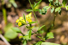 Lysimachia lanceolata
