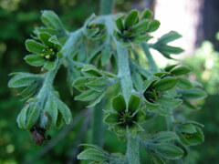 Veratrum viride