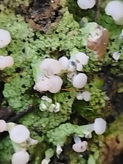 Baeomyces