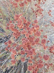 Eriogonum fasciculatum