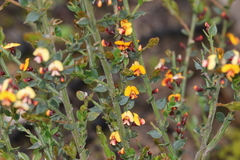 Bossiaea obcordata