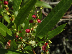 Muehlenbeckia sagittifolia