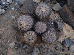 Copiapoa