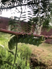 Saturniidae
