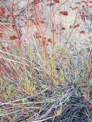 Eriogonum fasciculatum