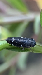 Cicadellidae