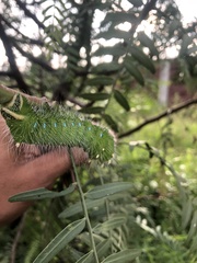 Saturniidae