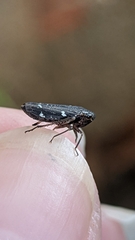 Cicadellidae