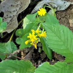 Crepidiastrum denticulatum
