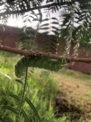 Saturniidae