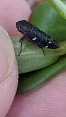 Cicadellidae