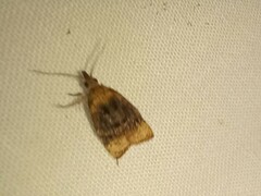 Platynota flavedana