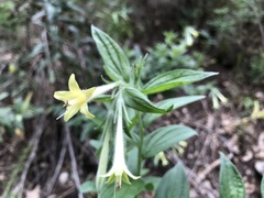 Lithospermum macromeria