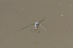 Trepobates subnitidus