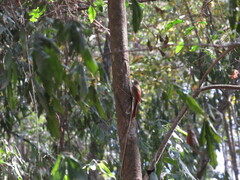 Dendrocolaptes picumnus