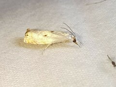 Microcrambus biguttellus