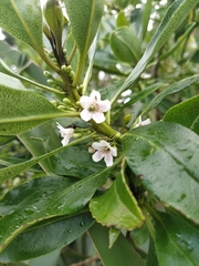 Myoporum