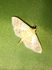 Herpetogramma pertextalis