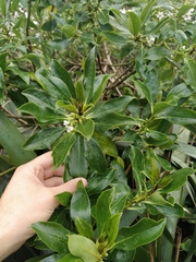 Myoporum
