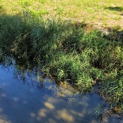 Phragmites japonicus