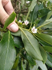 Myoporum
