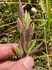Dichanthelium scoparium