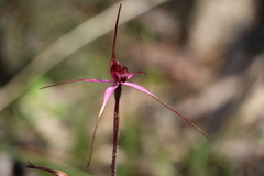 Caladenia reticulata