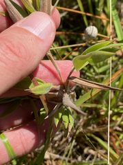 Dichanthelium scoparium