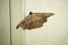 Saturniidae