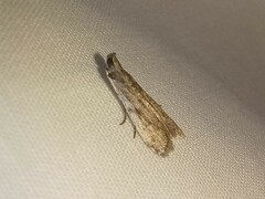 Phycitodes reliquellum