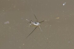 Trepobates subnitidus