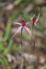 Caladenia cruciformis