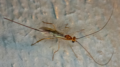 Ichneumonoidea