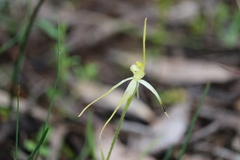 Caladenia cruciformis