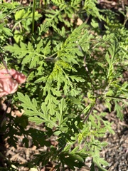 Ambrosia artemisiifolia