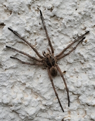 Lycosinae