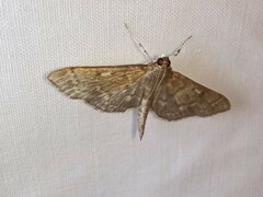 Herpetogramma aeglealis