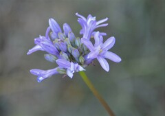 Dichelostemma multiflorum
