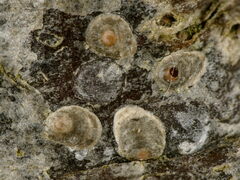 Diaspidiotus ostreaeformis