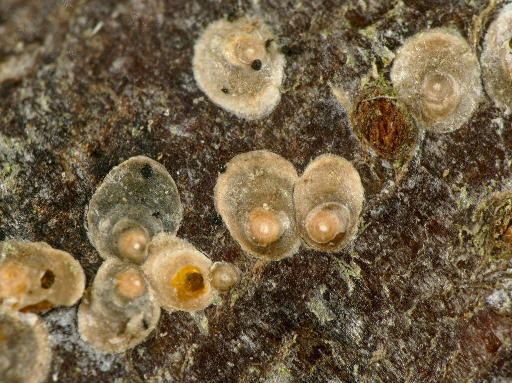 European fruit scale
