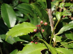 Ardisia cornudentata morrisonensis