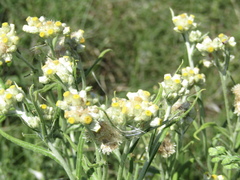 Pseudognaphalium viravira