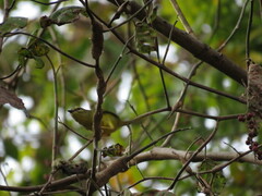 Myiothlypis