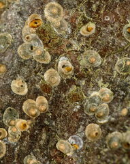 Diaspidiotus ostreaeformis