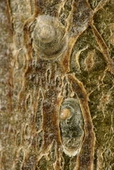 Diaspidiotus ostreaeformis