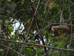 Myiothlypis