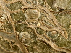 Diaspidiotus ostreaeformis