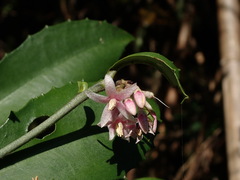 Ardisia cornudentata morrisonensis