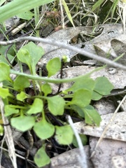 Viola cleistogamoides